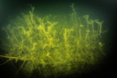 Ukrayna nehrin dibini doğası