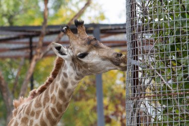 Zürafa Kırım safari Park