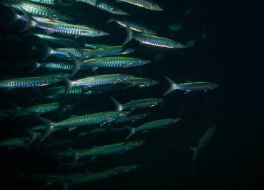 Barakuda Koh Tao, Tayland yakınındaki karanlık su sualtı görünümünü