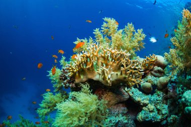 Kızıldeniz, Sharm El Sheikh, Mısır'daki güzel mercan Bahçe