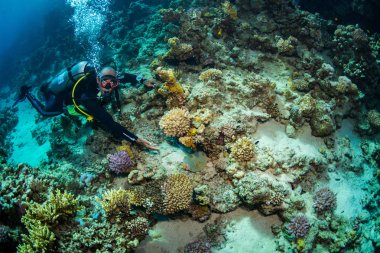 Bitki ve hayvanlarla deniz tabanının sualtı çekimi