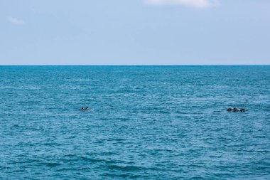 Sri-Lanka'da tatil beldesinin gündüz görünümü