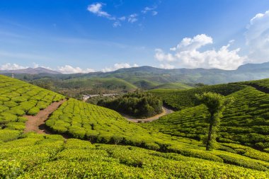 Yolun tarlaları Hindistan üzerinden. İl Kerala