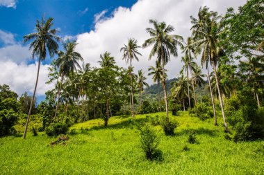 bahar, Tayland Koh Samui yeşil orman