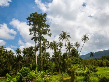 bahar, Tayland Koh Samui yeşil orman