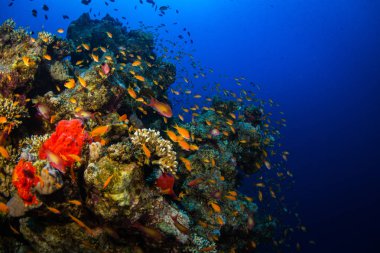 Tropikal balıklar Kızıldeniz, Sharm El Sheikh, Mısır'daki mercan kayalığı arka plan üzerinde