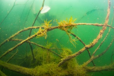 yeşil suda dalların sualtı çekim