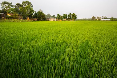 Doğal görünümü güzel manzara ile flora ve fauna Chitwan, Nepal 