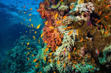 Kızıldeniz, Sharm El Sheikh, Mısır'daki güzel mercan Bahçe