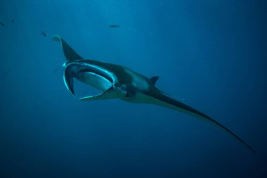 Manta ray üzerinde Temizleme İstasyonu Komodo Ulusal Parkı içinde