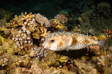 Spotfin Burrfish güzel mercan kayalığı Red Sea'deki/daki üzerinde