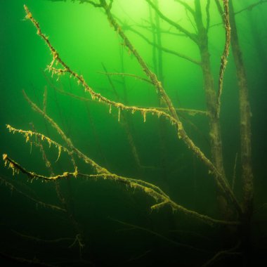 Ukrayna nehrin dibini doğası