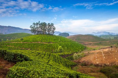 yeşil güzel çay plantasyon içinde Hindistan, il Kerala
