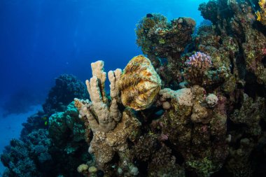 Tridacninae sualtı görünümü güzel resifin tepesi Kızıldeniz '