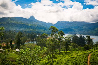 yeşil güzel çay plantasyon Sri Lanka