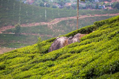 yeşil güzel çay plantasyon içinde Hindistan, il Kerala