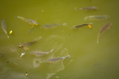 Kandy City, Sri-Lanka yaz tatili 