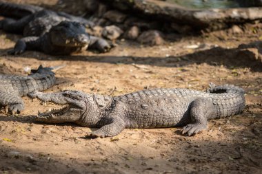 Timsahlar Hint rezerv