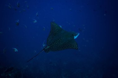 Komodo Ulusal Parkı içinde benekli eagle ray