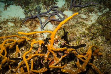 okyanus flora ve fauna Bali, Endonezya sualtı çekimi