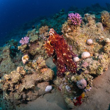 Ahtapot kızıl deniz dibinde.