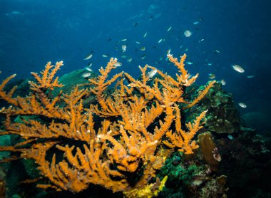 Koh Tao Island, Tayland yakınındaki güzel mercan