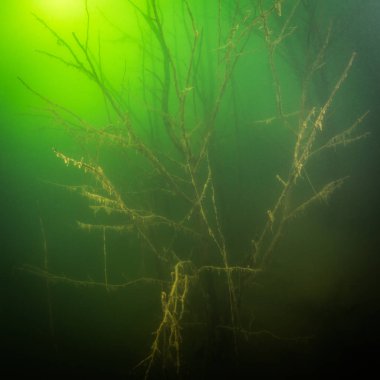 Ukrayna nehrin dibini doğası