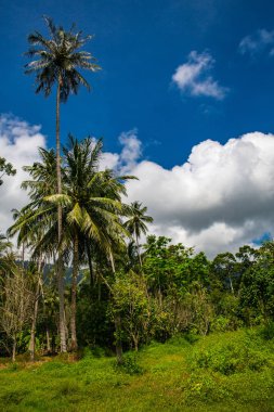 bahar, Tayland Koh Samui yeşil orman