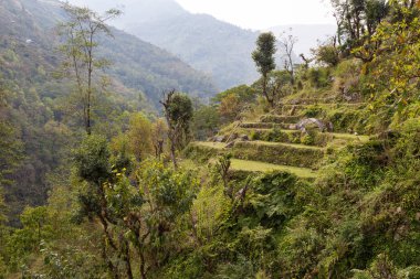 Yolda Nepal Köyü Merkez kampına Annapurna, Himalayalar, alanları