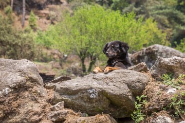 Nepal dağlık köpek görüntü yakın