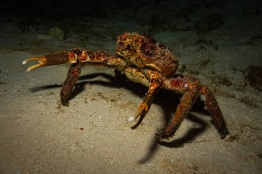 Yengeç sualtı görünümünü Karayip Denizi Resifi'nde Cozumel üzerinde