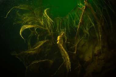 Ukrayna nehrin dibini doğası