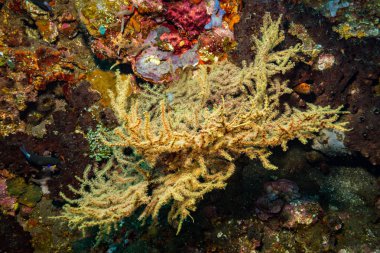 okyanus flora ve fauna Bali, Endonezya sualtı çekimi