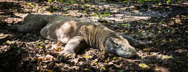 gündüz Endonezya üzerinden seyahat