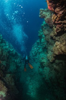 Dalgıç Kızıldeniz reaf üzerinde