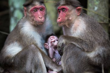 Maymunları ormanın içinde oturan ailesi