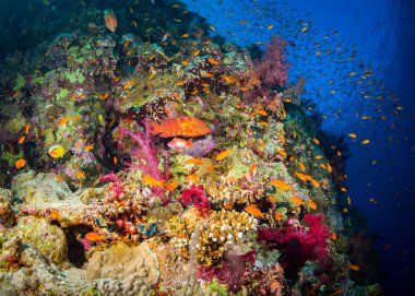 Kızıldeniz, Sharm El Sheikh, Mısır'daki güzel mercan Bahçe