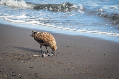 İzlanda ısırık leş plajında martı