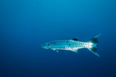 Barracuda Koh Tao Island, Tayland tarihinde