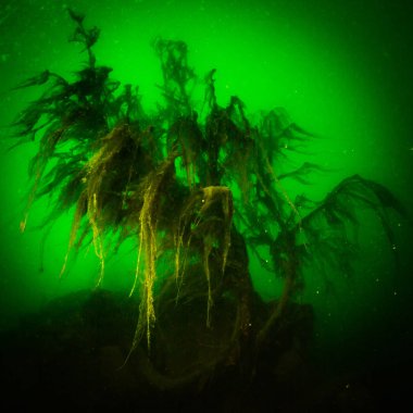 Ukrayna nehrin dibini doğası