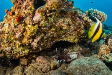 güzel tropikal balıklar Kızıldeniz, Sharm El Sheikh, Mısır'daki mercan kayalığı arka plan üzerinde
