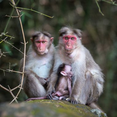 Maymunları ormanın içinde oturan ailesi