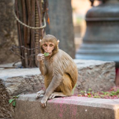 Maymun bir tapınak Kathmandu
