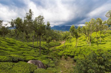 yeşil güzel çay plantasyon içinde Hindistan, il Kerala