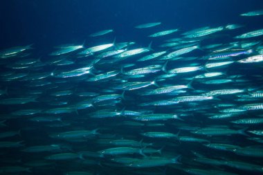 Barracuda Koh Tao Island, Tayland yakınındaki okul