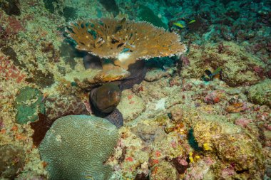 okyanus flora ve fauna Bali, Endonezya sualtı çekimi