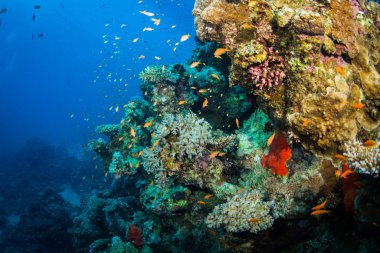 Kızıldeniz, Sharm El Sheikh, Mısır'daki mercan bahçe güzel renkli