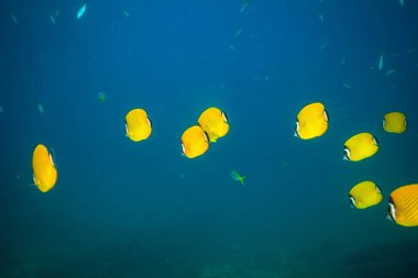 Kot Tao Island, Tayland yakınındaki resif üzerinde güzel Butterflyfishes