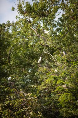 doğal görünümünü tarihi: Hindistan eyaleti