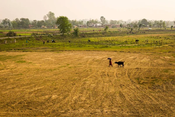 Vista Lejana Persona Que Con Vaca Campo — Foto de Stock